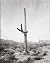 Saguaros