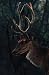 Antlers