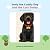 Yoniy the Cuddly Dog