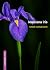 Louisiana Iris by Anne Gisleson