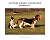 Vintage KODAK Hound Dog Mom...
