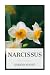 Narcissus