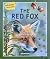 Brainy Creatures: The Red Fox