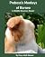 Proboscis Monkeys of Borneo...