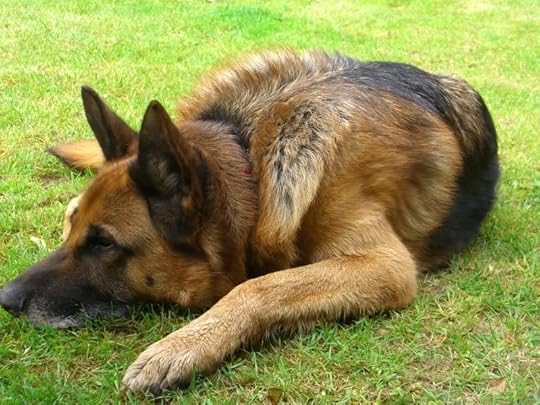 german shephard Pictures, Images and Photos