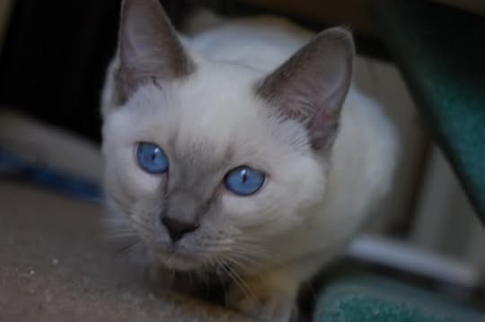 Starlight Siamese cat Pictures, Images and Photos
