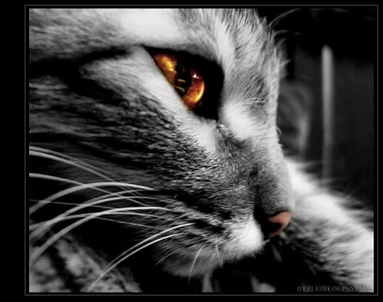 Gray Cat Pictures, Images and Photos