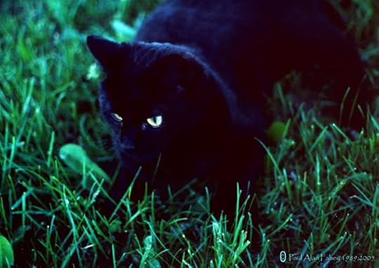 Nightshade Pictures, Images and Photos