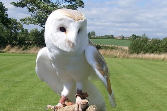 Gizmo the cutest owl Pictures, Images and Photos