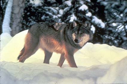 Blood Red Wolf Pictures, Images and Photos