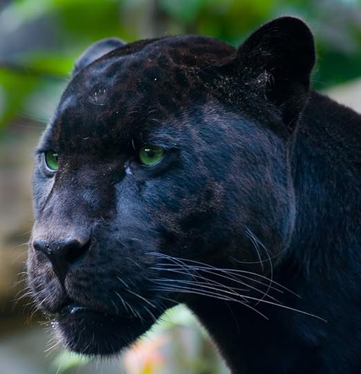 Black jaguar Pictures, Images and Photos