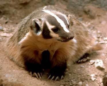 badger Pictures, Images and Photos