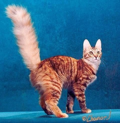 pretty red cat Pictures, Images and Photos