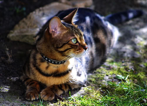 pretty cat Pictures, Images and Photos