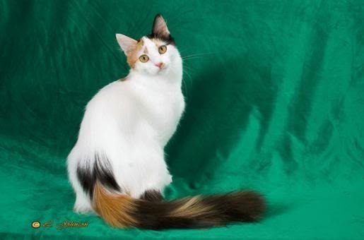 cat Pictures, Images and Photos