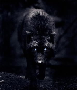 Black wolf Pictures, Images and Photos