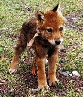 Wolf pup Pictures, Images and Photos