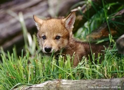 wolf Pictures, Images and Photos