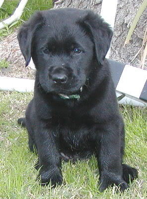 black lab Pictures, Images and Photos