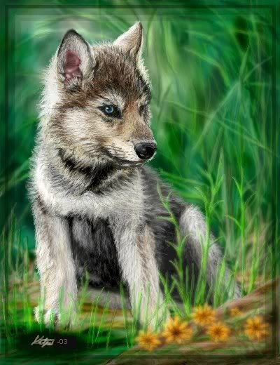 _Puppy_ Pictures, Images and Photos