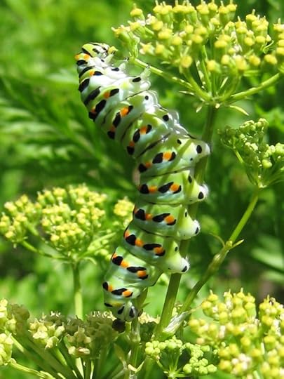 Caterpillar Pictures, Images and Photos