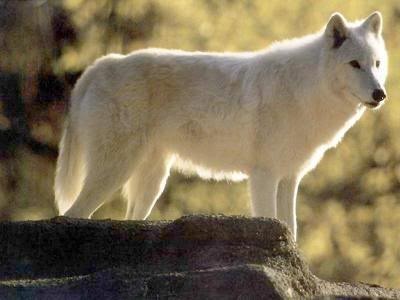 white wolf Pictures, Images and Photos