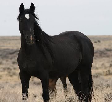 black mustang mare Pictures, Images and Photos
