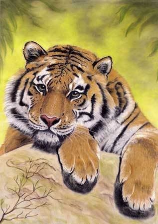 Tiger Anime Pictures, Images and Photos