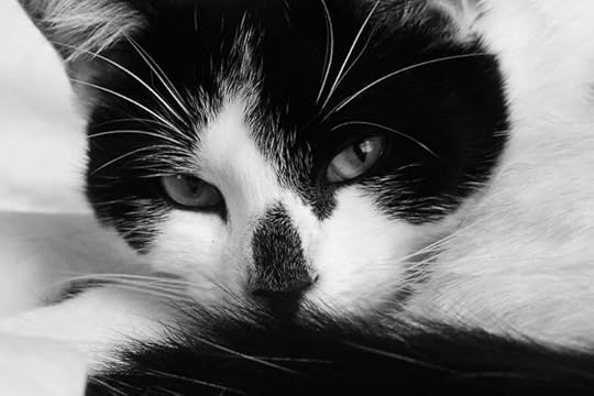 Black and white cat Pictures, Images and Photos