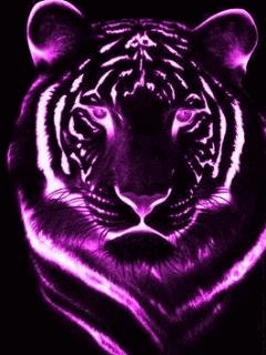 purple tiger Pictures, Images and Photos