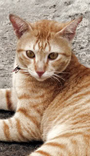 cat Pictures, Images and Photos