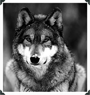 Wolf Pictures, Images and Photos