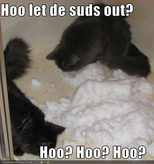 funny pictures