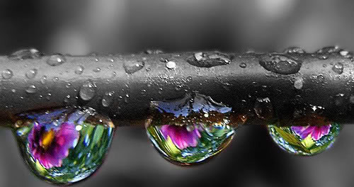 Water Drops, Nature, Macro Photography, Keefers Pictures, Images and Photos