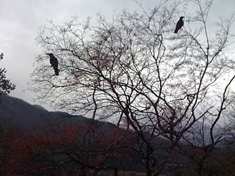 Crows