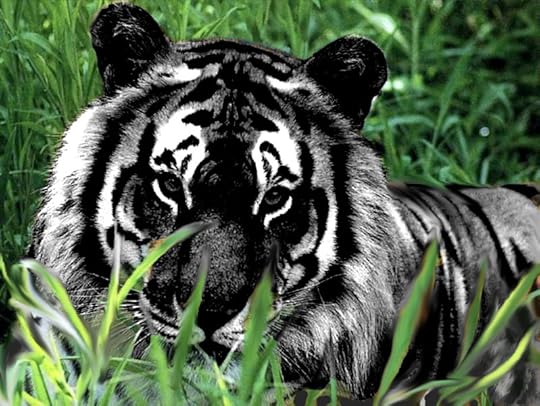 harimau black