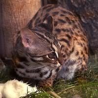 Leopardstar Pictures, Images and Photos