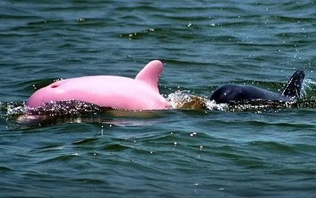 pink dolphin Pictures, Images and Photos