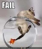 fail cat Pictures, Images and Photos