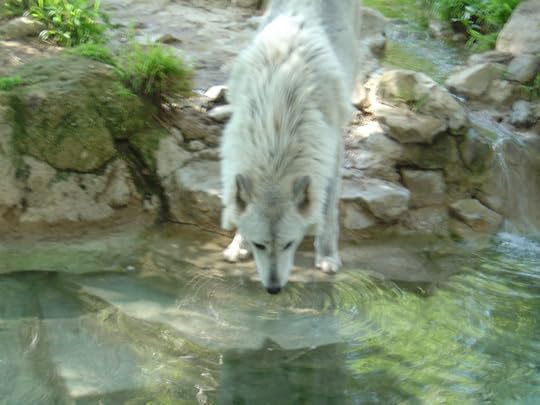 White Wolf Scary Thirsty Images
