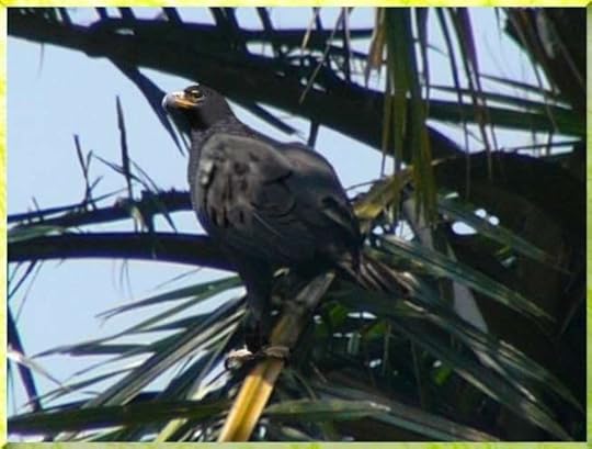 Black Eagle Pictures, Images and Photos