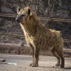 hyena Pictures, Images and Photos
