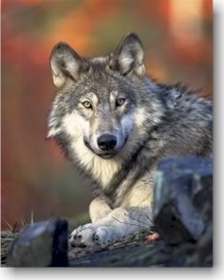 Wolf Pictures, Images and Photos