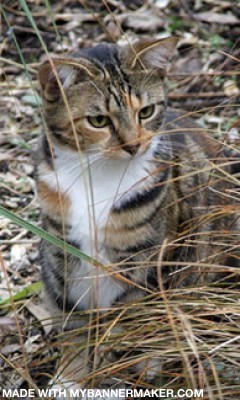 Create your own banner at mybannermaker.com!