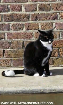 Create your own banner at mybannermaker.com!