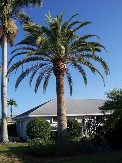 Canary Island Date Palm Pictures, Images and Photos