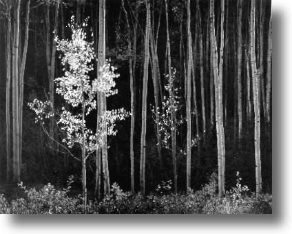 ansel adams Pictures, Images and Photos