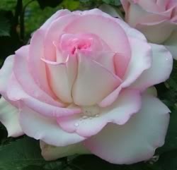 Moonstone Pictures, Images and Photos