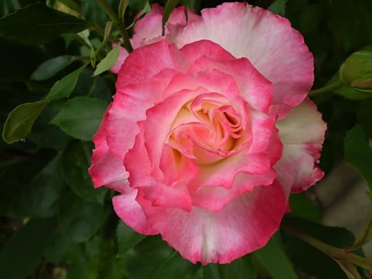 double delight rose Pictures, Images and Photos