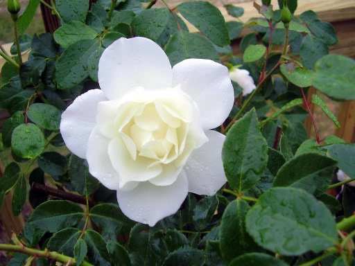 Iceberg Tree Rose Pictures, Images and Photos